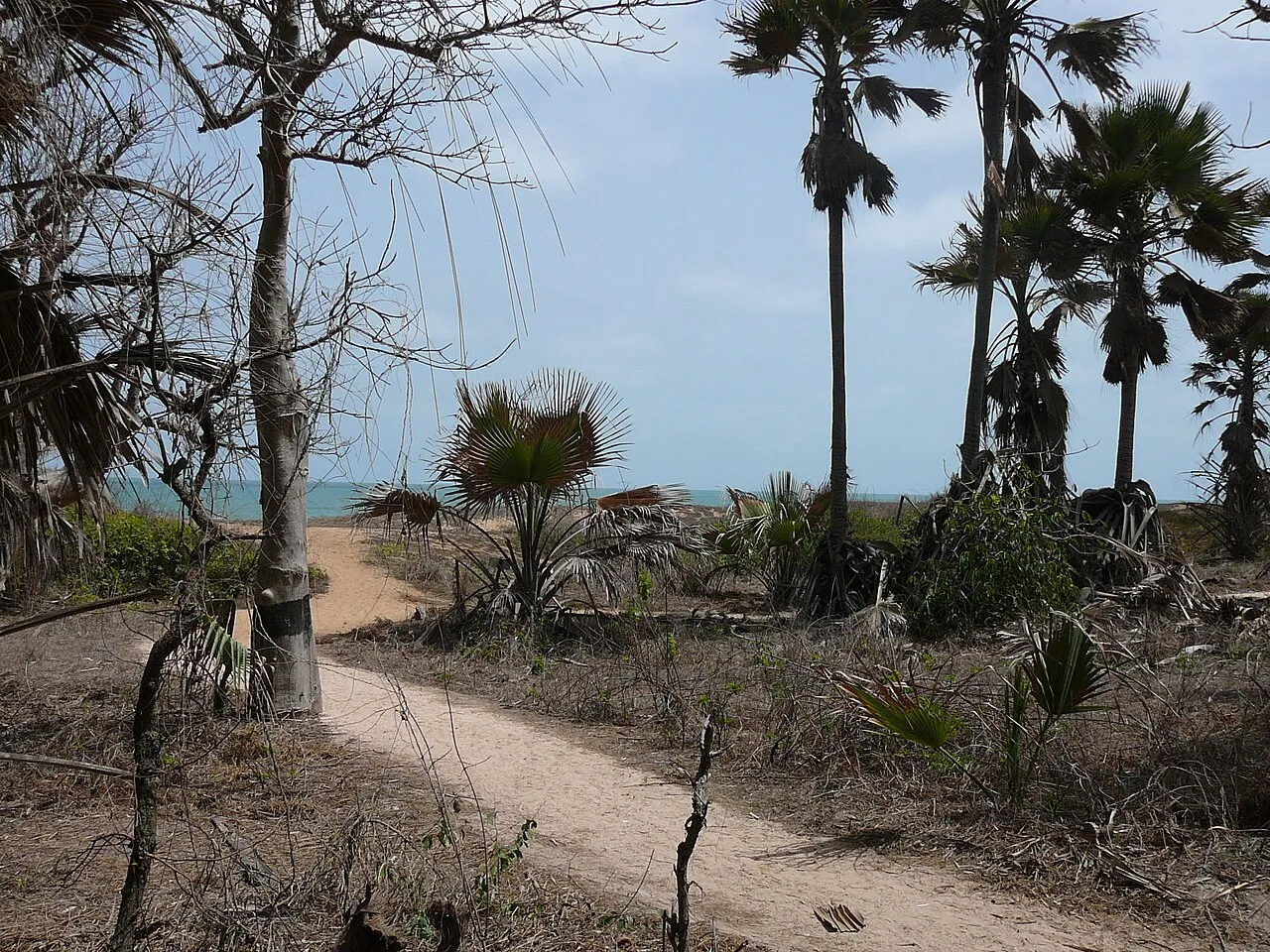 A rhun palm (Borassus aethiopum) inside Bijilo Forest Park, Gambia.