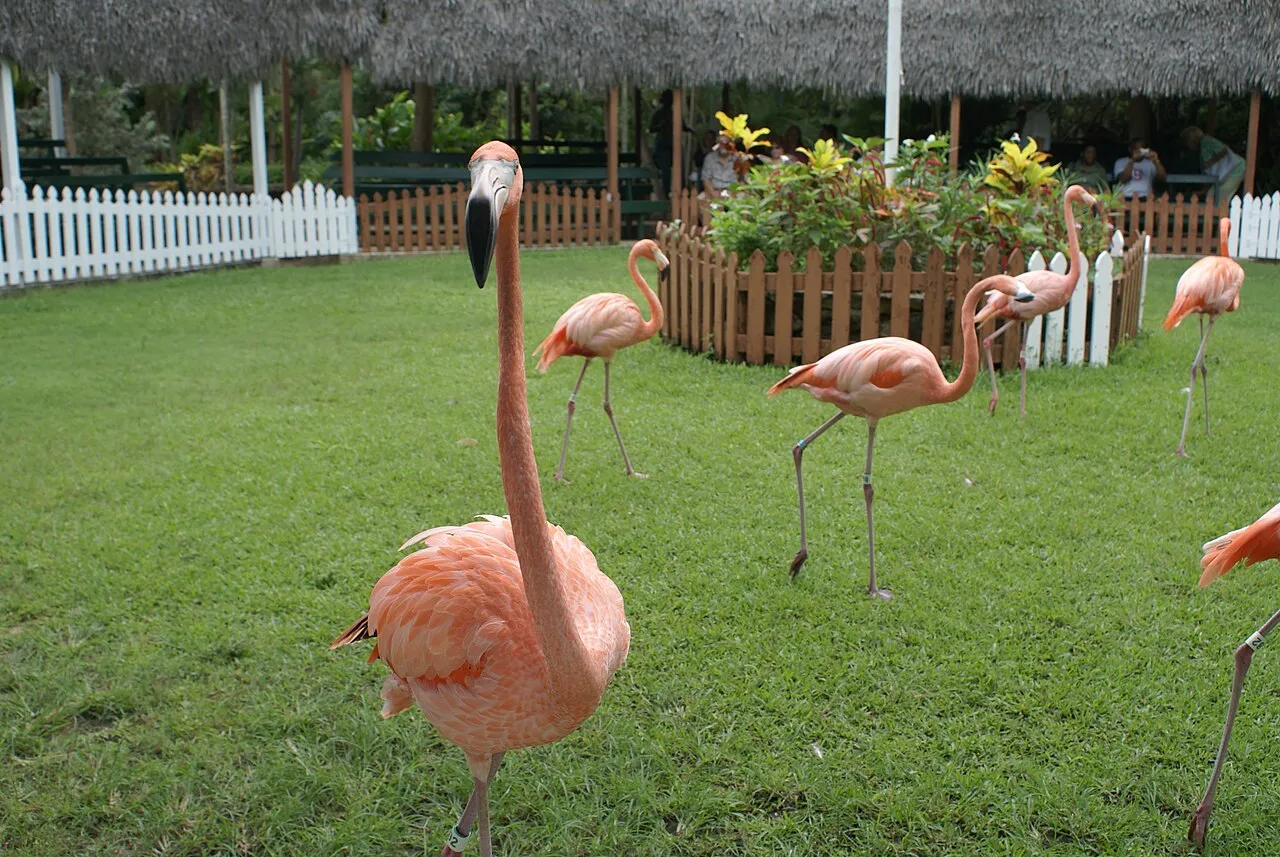A line of pink flamingos marching in a ring during the trained flamingo show at Ardastra Gardens in Nassau.