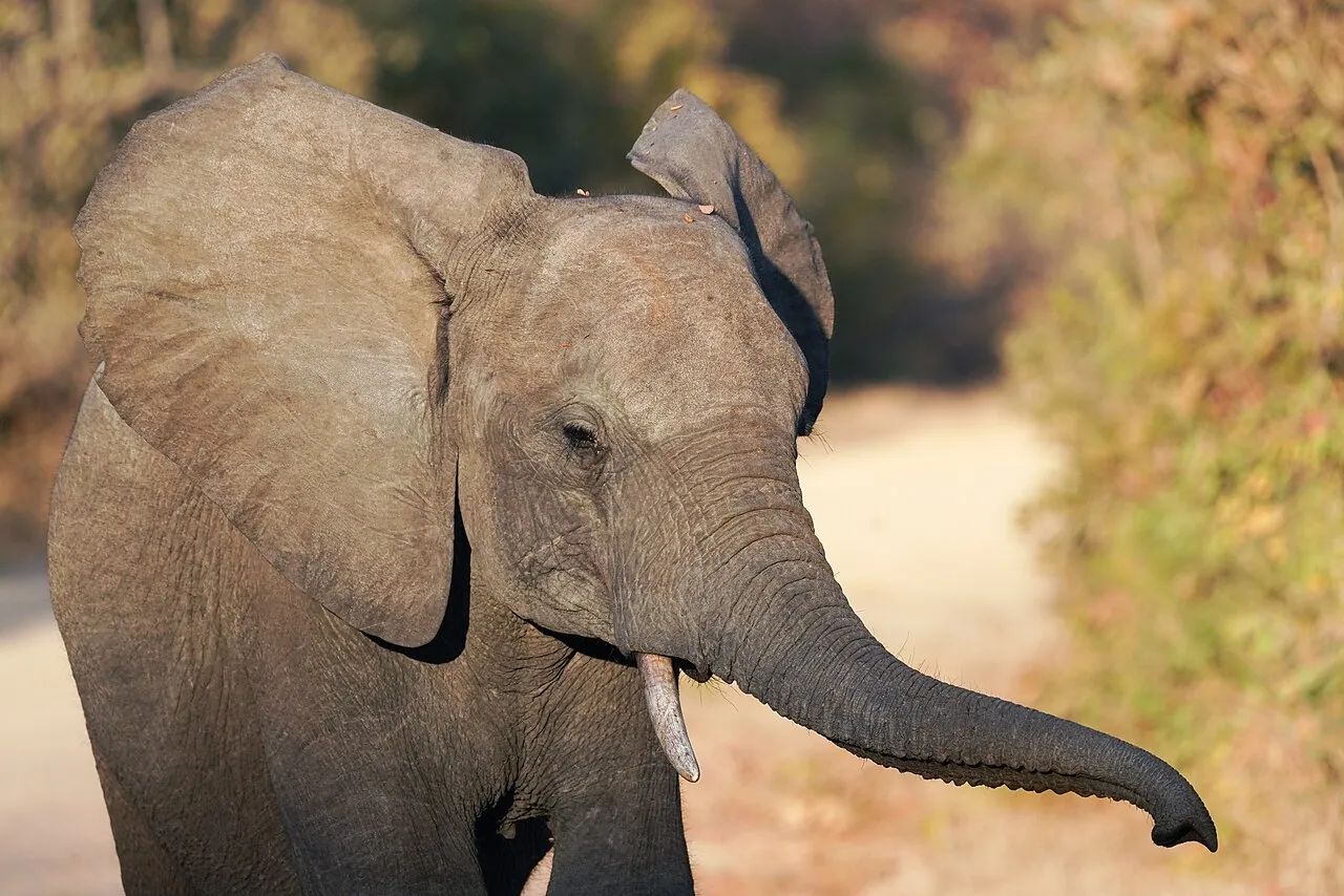 A young male African bush elephant crossing a road in Kafue National Park, Zambia.