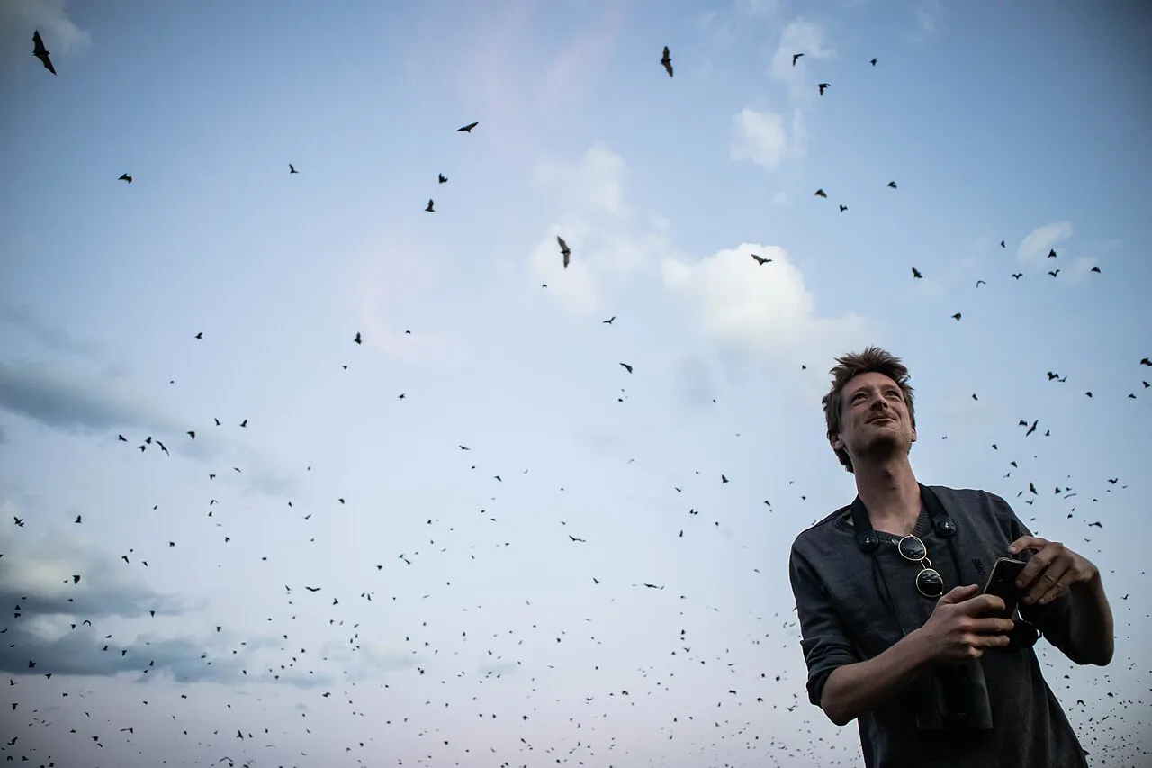 Millions of straw-coloured fruit bats crowd a small patch of forest in Kasanka National Park, Zambia.