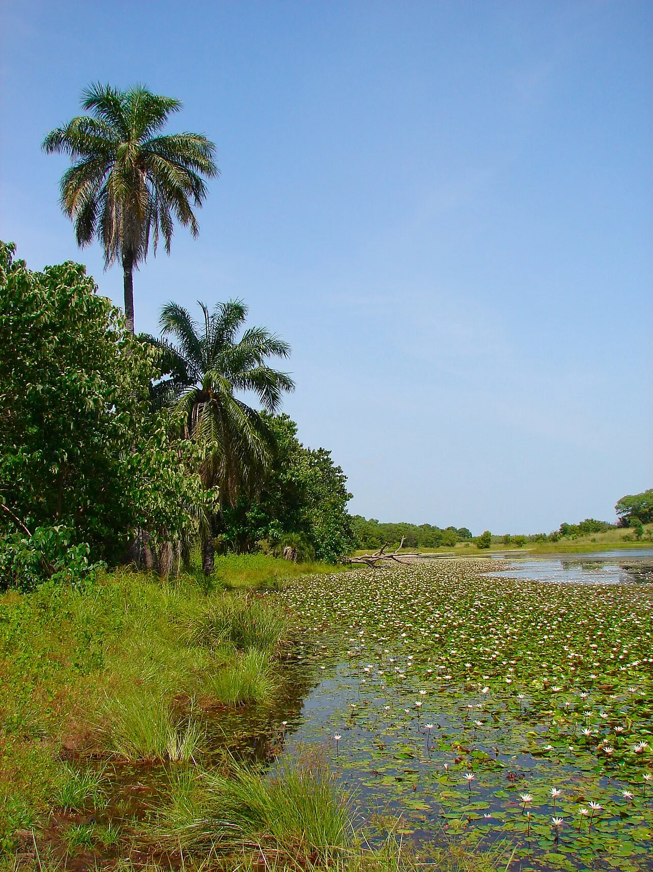 A pond by the Gambia River in Kiang West National Park, surrounded by riverine forest.