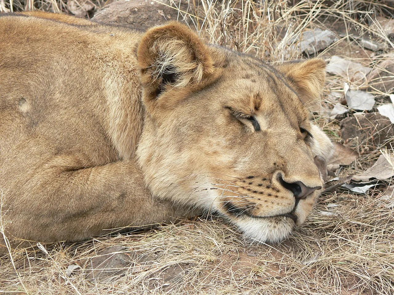 A lioness at Antelope Park, the private game reserve and lion rehabilitation centre near Gweru, Zimbabwe.