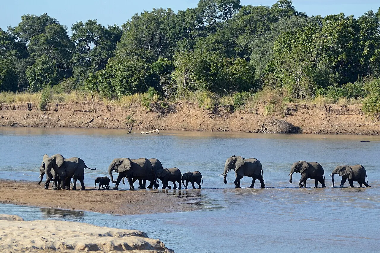 A herd of African elephants crossing the Luangwa River in South Luangwa National Park, Zambia.