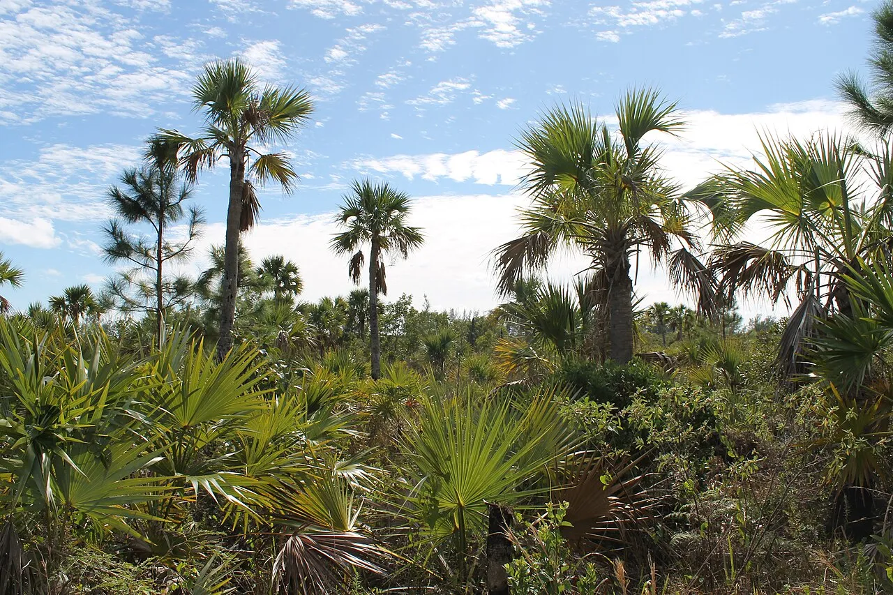 A grove of palm trees in the forest at Lucayan National Park, Bahamas
