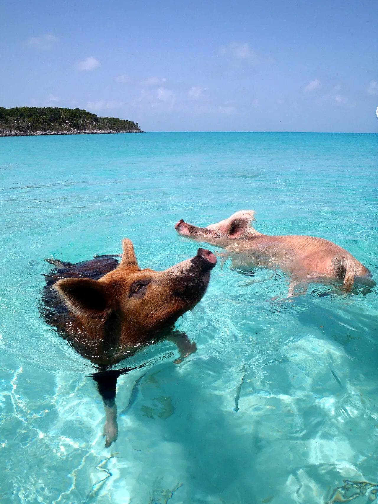 Pigs swimming in the shallow turquoise water off the beach of Big Major Cay in the Exumas, Bahamas.