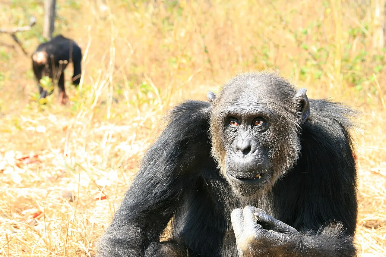 A chimpanzee named Mike sits feeding on the ground at Chimfunshi Wildlife Orphanage in Zambia.
