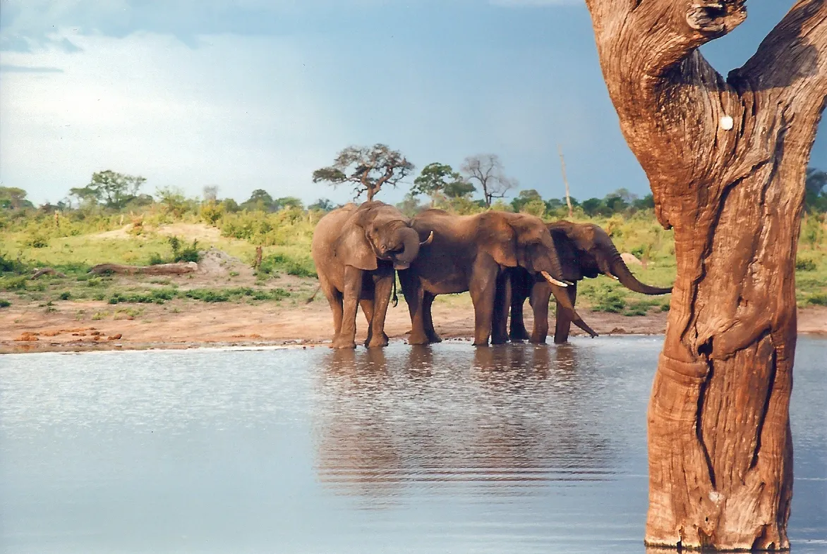 Young bull elephants gathered at a waterhole in Hwange National Park, Zimbabwe.
