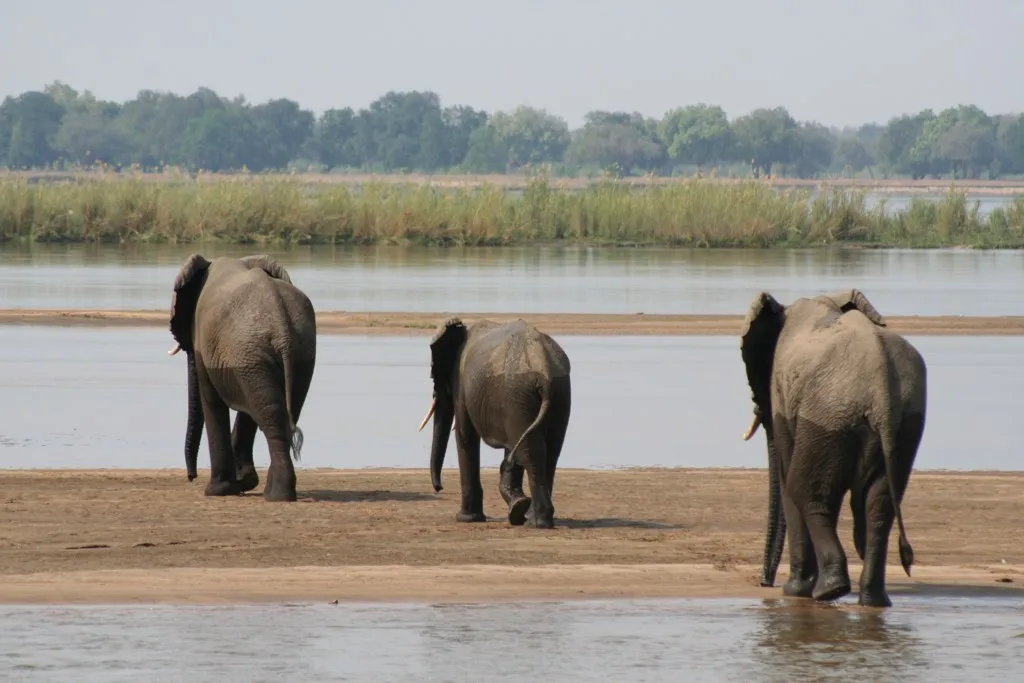 Three elephants crossing the Zambezi River in Lower Zambezi National Park, Zambia.