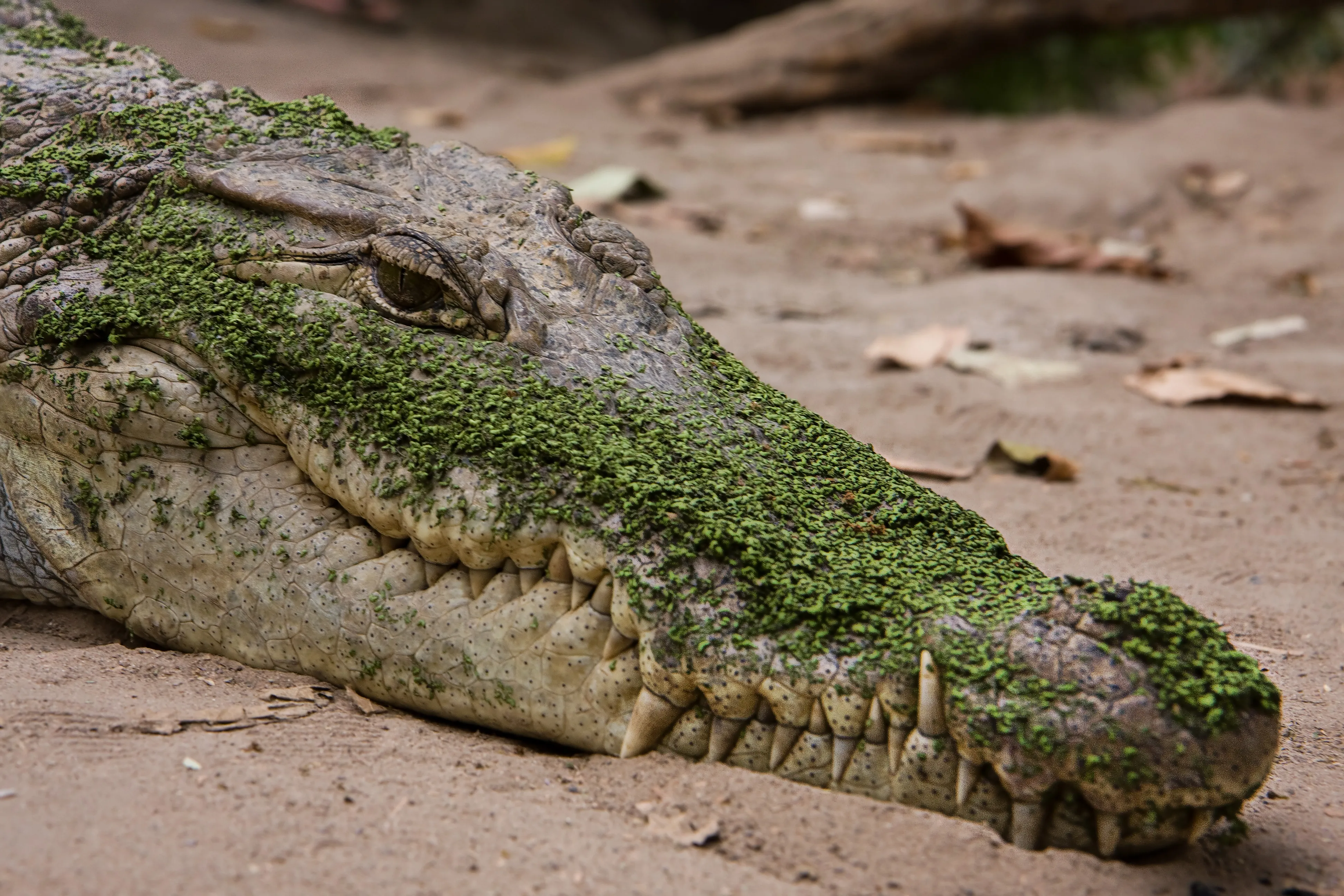 A West African crocodile resting at the edge of the sacred pool at Kachikally in Bakau, Gambia.