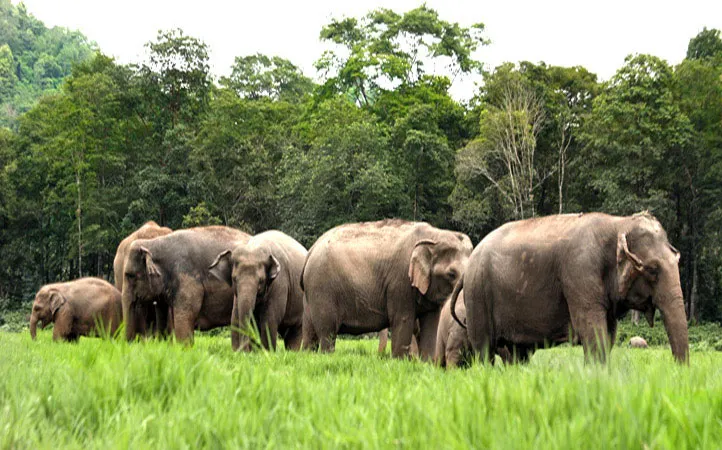 A herd of rescued elephants roaming freely at Elephant Nature Park near Chiang Mai.
