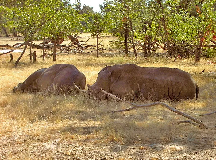 Two white rhinos resting in Mosi-oa-Tunya National Park near Livingstone, Zambia.