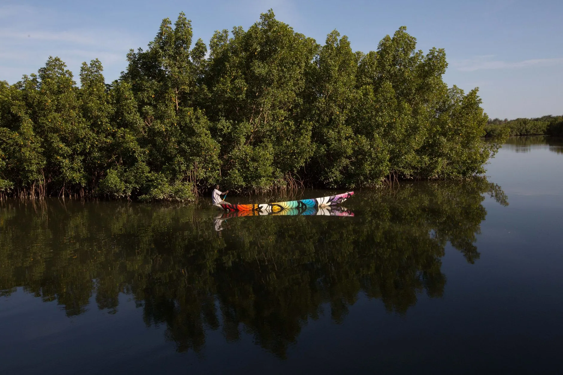 A painted wooden pirogue glides along a still mangrove creek in the Gambia, the trees mirrored in the water.