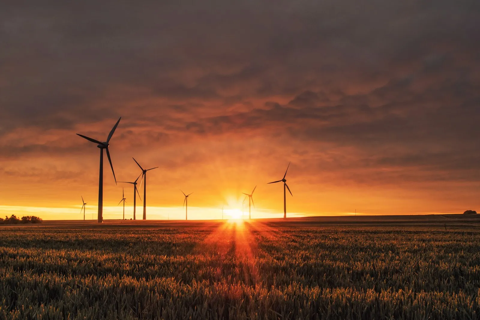 Wind turbines standing in a ripe grain field at sunset, the low sun flaring orange under a dark cloud bank.