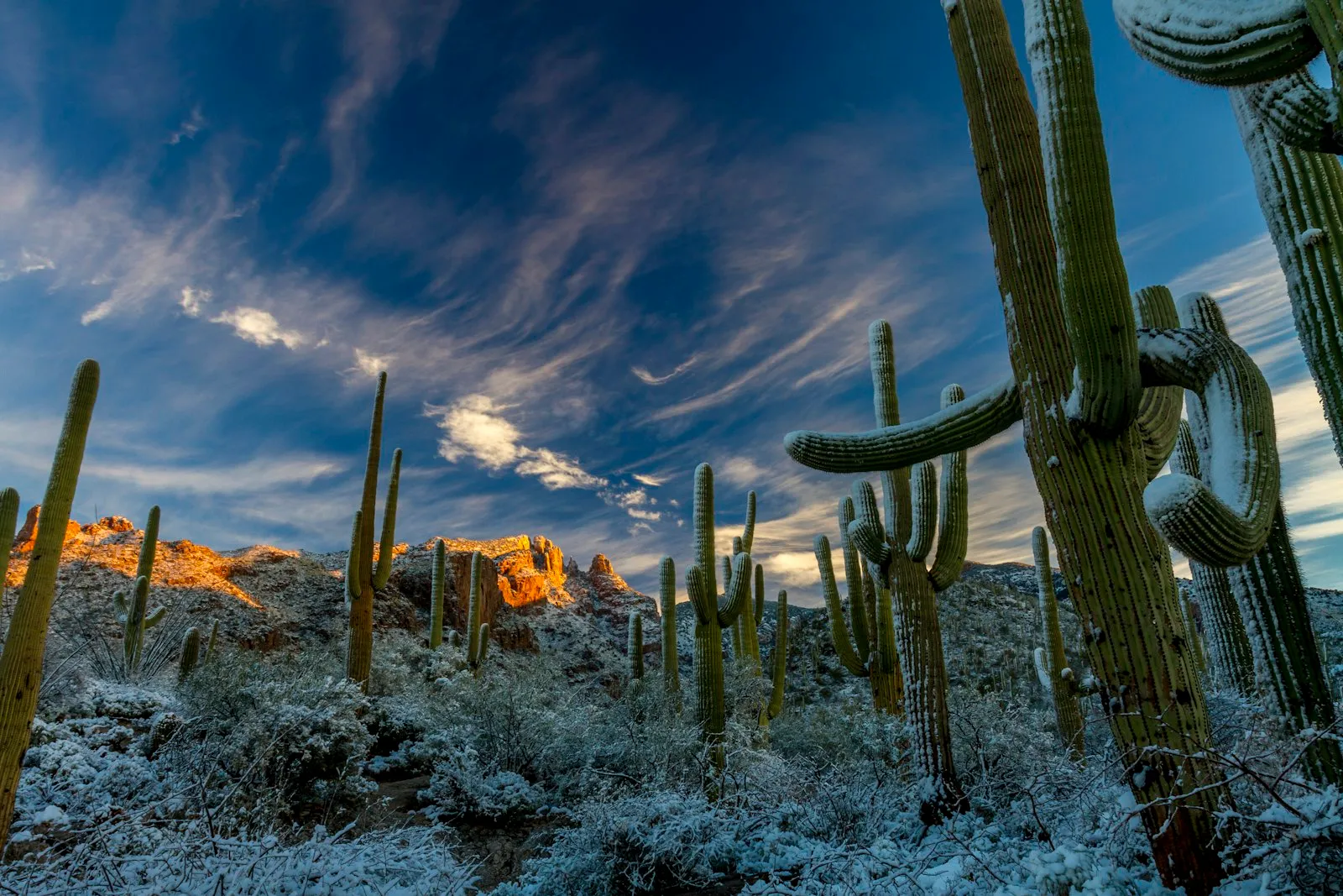 cactus under cloudy sky during daytime