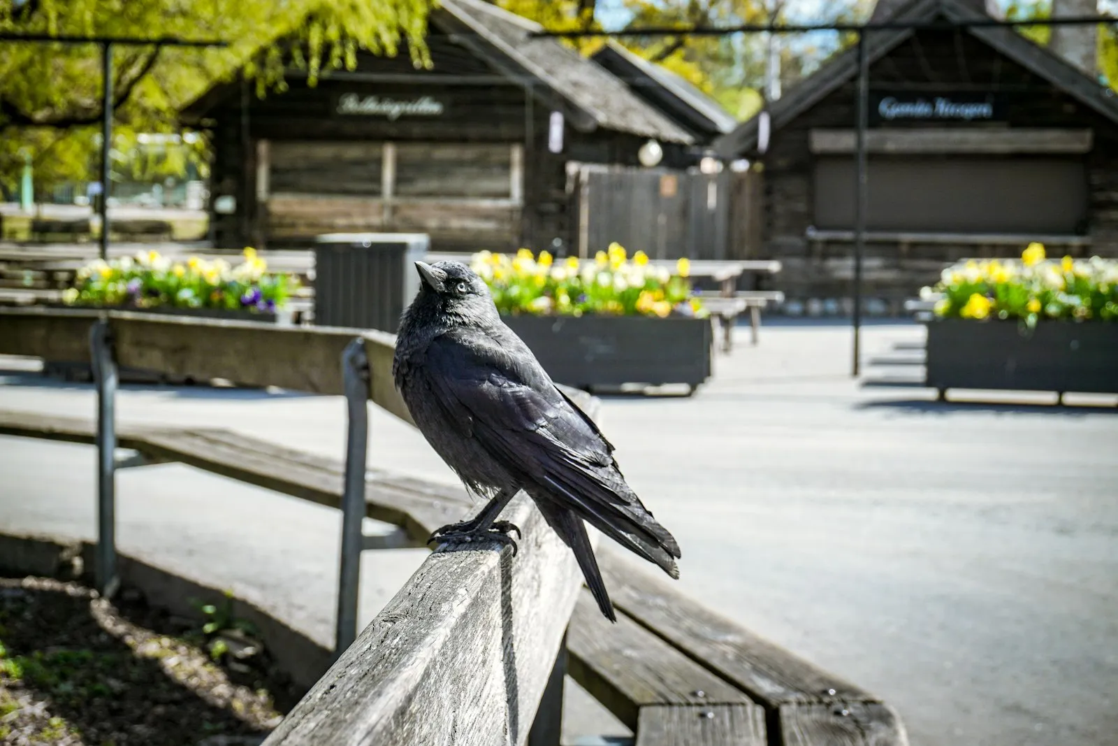 Historic wooden buildings at Skansen open-air museum on Djurgården, Stockholm