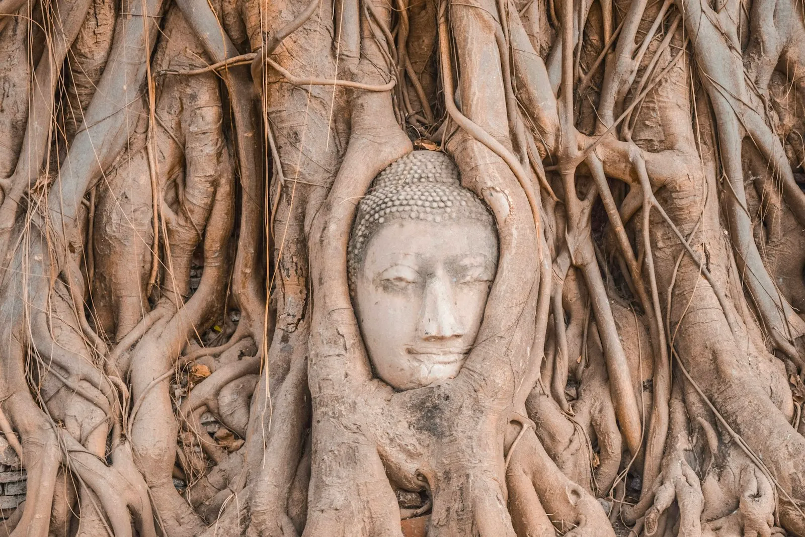Weathered brick chedis of a ruined Ayutthaya temple rising above tree cover under a bright sky