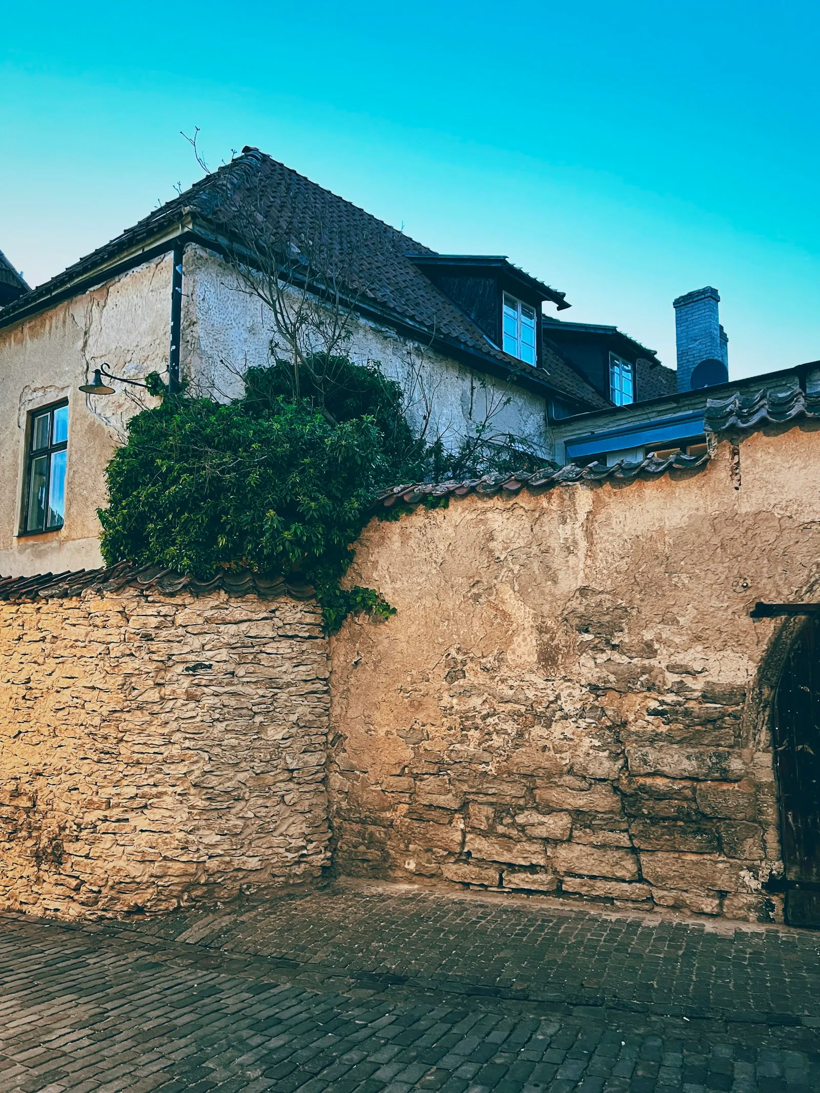 A rough limestone garden wall with a tiled coping and a wooden door on a cobbled lane in Visby, with a plastered house and a green shrub behind it