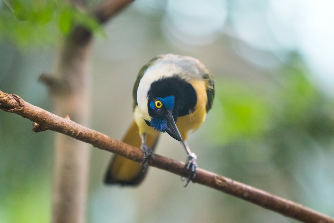 A small bird with a yellow belly, black head and blue face patch perched on a bare branch, with green foliage blurred behind it.