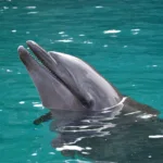 Micronesia - Tourism and travel highlights