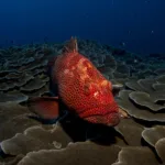 Mozambique - Tourism and travel highlights