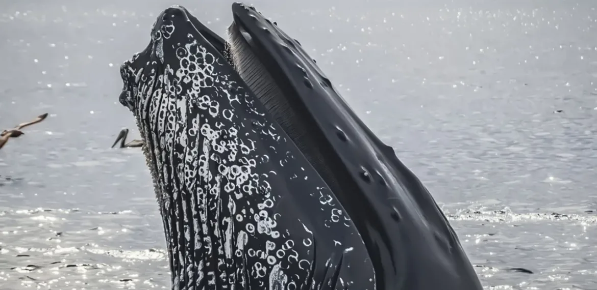 Tonga - Tourism and travel highlights