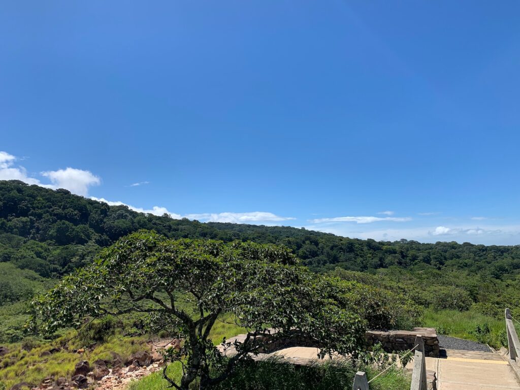 green trees on mountain under blue sky during daytime