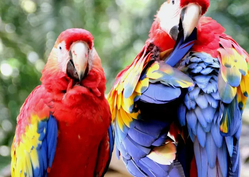 red yellow blue and green macaw
